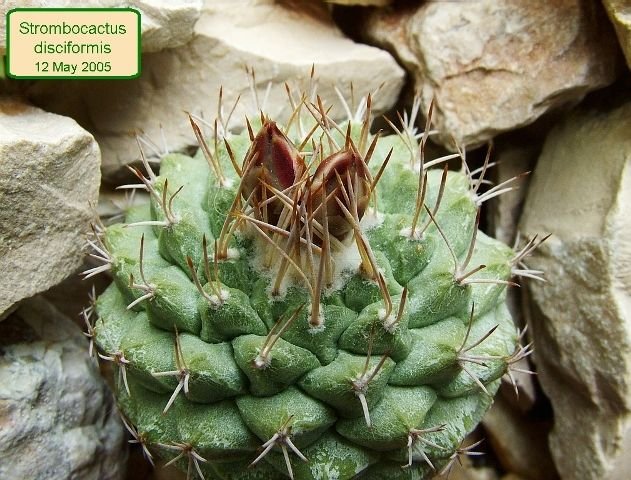 Strombocactus _disciformis _ssp.disciformis _07